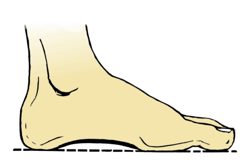 the purpose of the foot arch